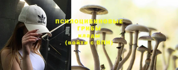 крисы Каменногорск